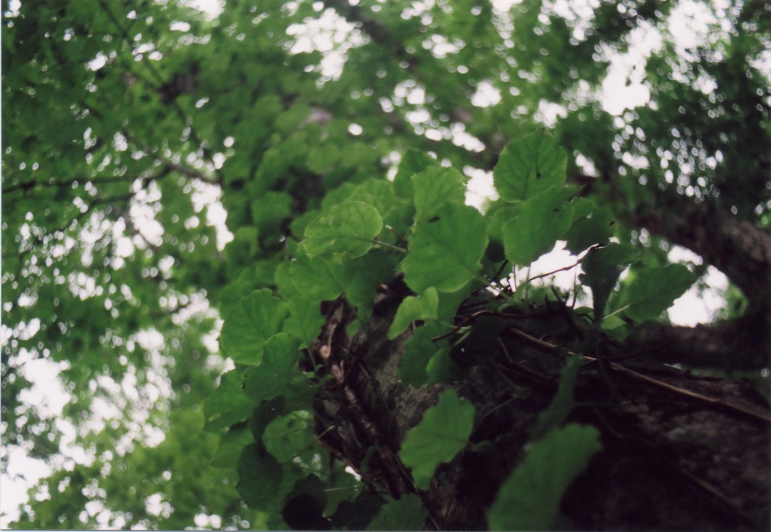 i-ha01.jpg