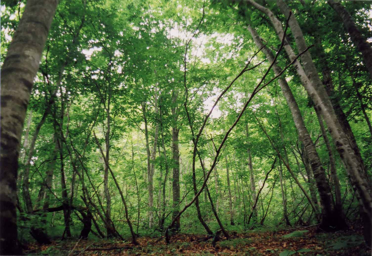 i-ha05.jpg